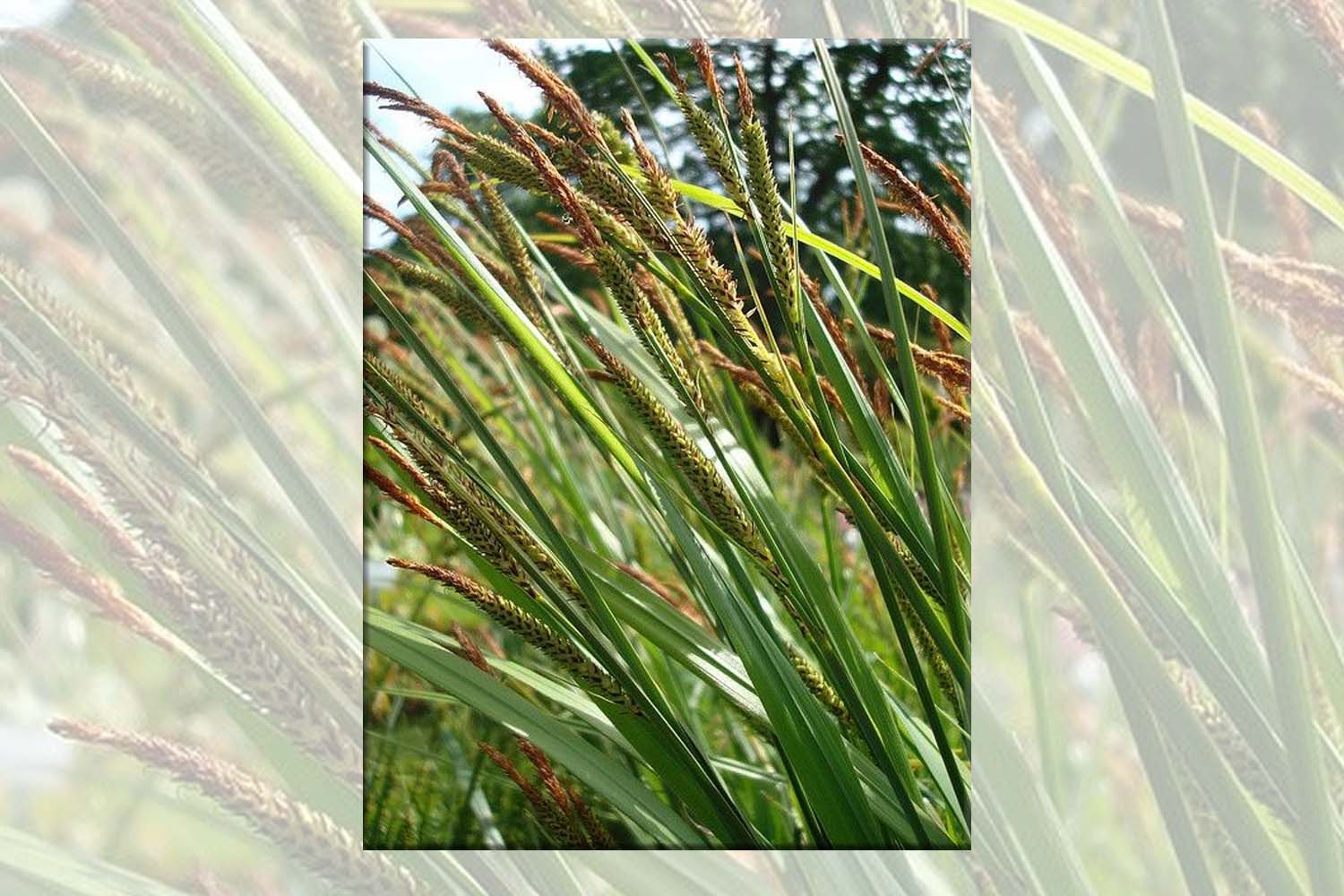 Carex stricta- Tussock Sedge Native Grass Long Island Suffolk Hydroseeding.com 